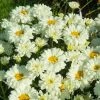 Roots Plants Leucanthemum 'Victorian Secret' | Daisy | 3L Pot 2 Roots Plants Leucanthemum 'Victorian Secret' | Daisy | 3L Pot