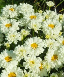 Roots Plants Leucanthemum'Victorian Secret' | Daisy | 3L Pot