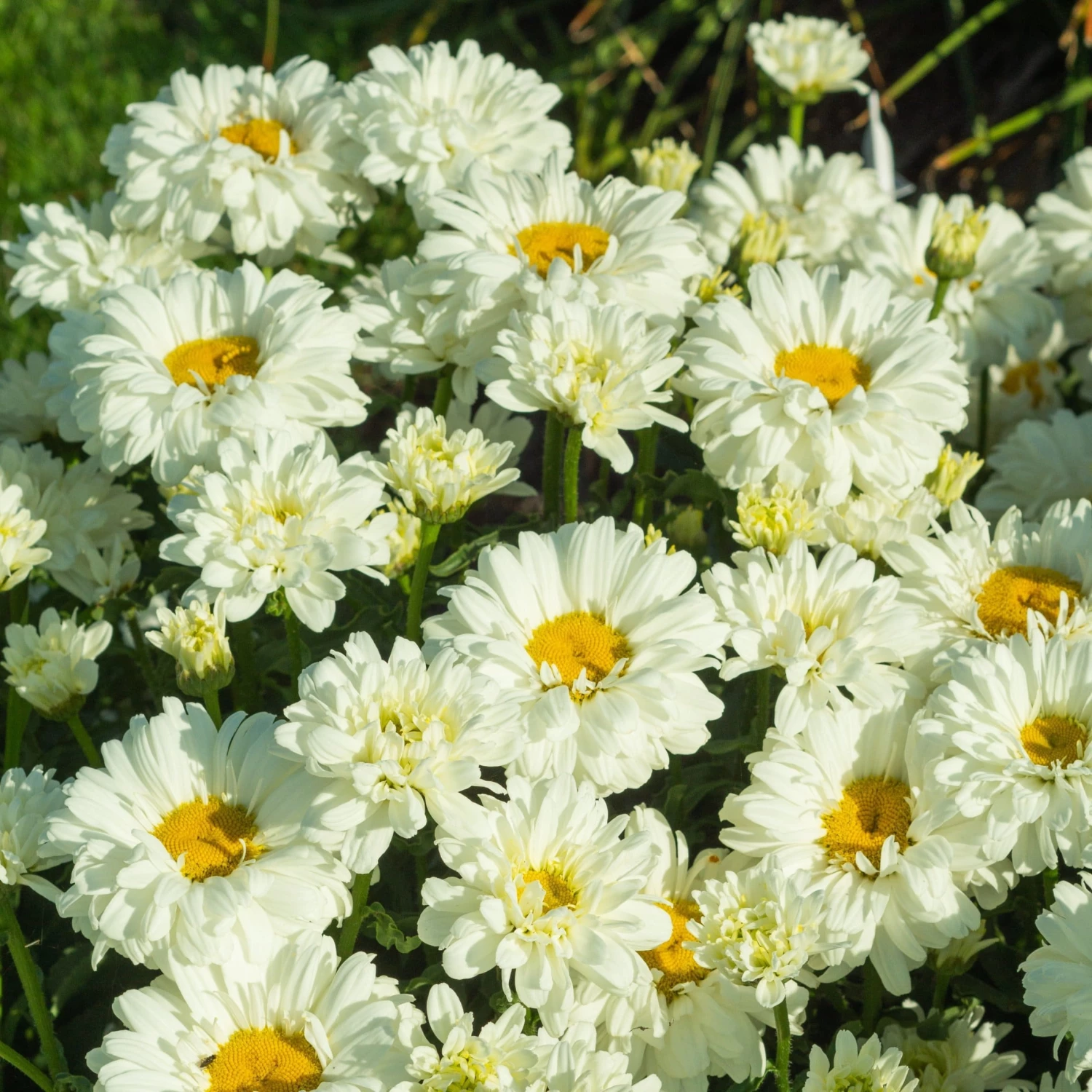 Roots Plants Leucanthemum 'Victorian Secret' | Daisy | 3L Pot 3 Roots Plants Leucanthemum 'Victorian Secret' | Daisy | 3L Pot
