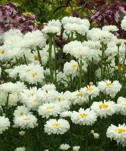 Roots Plants Leucanthemum 'Victorian Secret' | Daisy | 3L Pot 5 Roots Plants Leucanthemum 'Victorian Secret' | Daisy | 3L Pot