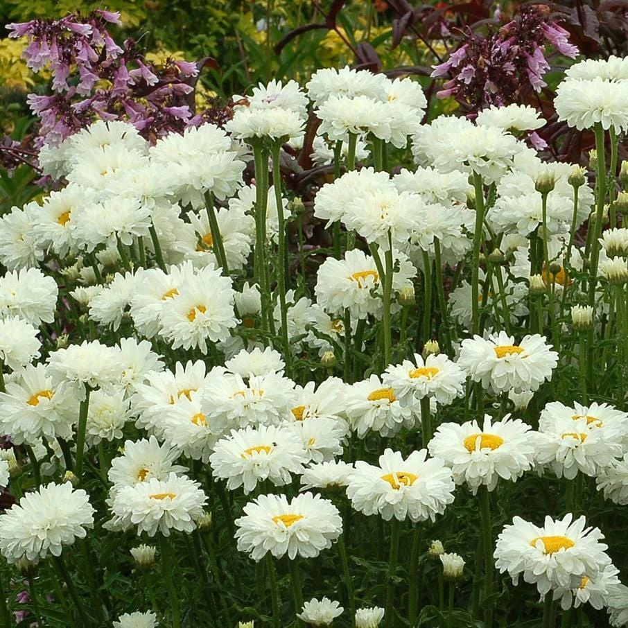 Roots Plants Leucanthemum 'Victorian Secret' | Daisy | 3L Pot 4 Roots Plants Leucanthemum 'Victorian Secret' | Daisy | 3L Pot