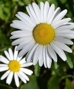 Roots Plants Perennials Leucanthemum 'Western Star Taurus' | Daisy | 3L Pot