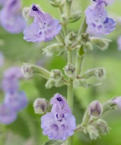Roots Plants Perennials Nepeta 'Walkers Low' 9 Roots Plants Perennials Nepeta 'Walkers Low'