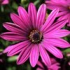 Roots Plants Osteospermum 'Tresco Purple' | 3L Pot 2 Roots Plants Osteospermum 'Tresco Purple' | 3L Pot