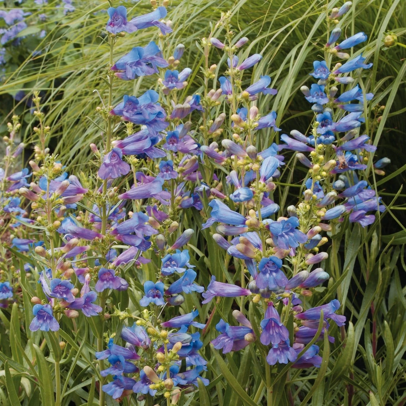 Roots Plants Perennials Penstemon 'Electric Blue' | 2L Pot 4 Roots Plants Perennials Penstemon 'Electric Blue' | 2L Pot