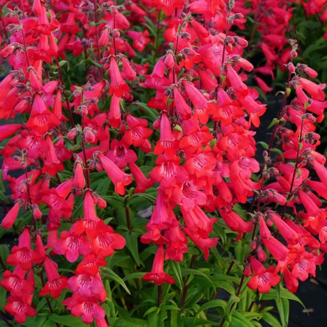 Roots Plants Penstemon 'Quartz Red' | 3L Pot Perennials 3 Roots Plants Penstemon 'Quartz Red' | 3L Pot Perennials