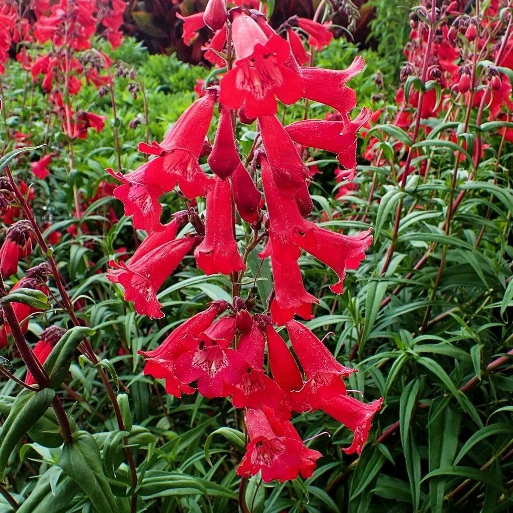 Roots Plants Penstemon 'Quartz Red' | 3L Pot Perennials 4 Roots Plants Penstemon 'Quartz Red' | 3L Pot Perennials