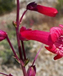 Roots Plants Penstemon 'Quartz Red' | 3L Pot Perennials 7 Roots Plants Penstemon 'Quartz Red' | 3L Pot Perennials