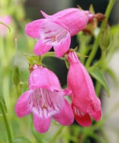 Roots Plants Perennials Penstemon 'Quartz Rose' | 3L Pot