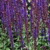 Roots Plants Salvia 'Caradonna' Perennials 1 Roots Plants Salvia 'Caradonna' Perennials