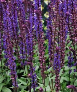 Roots Plants Salvia 'Caradonna' Perennials