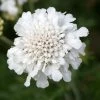Roots Plants Scabiosa 'Flutter Pure White' | 3L Pot