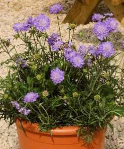 Roots Plants Scabiosa 'Mariposa Blue' | 3L Pot
