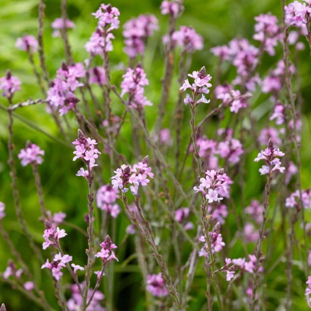 Roots Plants Verbena 'Bampton' | 3L Pot Verbenas 4 Roots Plants Verbena 'Bampton' | 3L Pot Verbenas