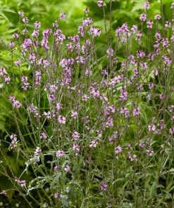 Roots Plants Verbena 'Bampton' | 3L Pot Verbenas 7 Roots Plants Verbena 'Bampton' | 3L Pot Verbenas