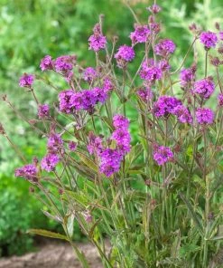 Roots Plants Verbena Rigida