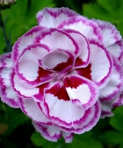 Roots Plants Perennials Dianthus 'Garden Pink Gran's Favourite'