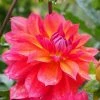 Roots Plants Dahlia 'Firepot' | 3L Pot Dahlias