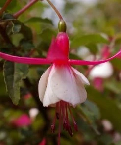 Roots Plants Hardy Fuchsia 'Alice Hoffman' | 3L Pot