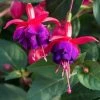 Roots Plants Hardy Fuchsia 'Dollar Princess' | 3L Pot