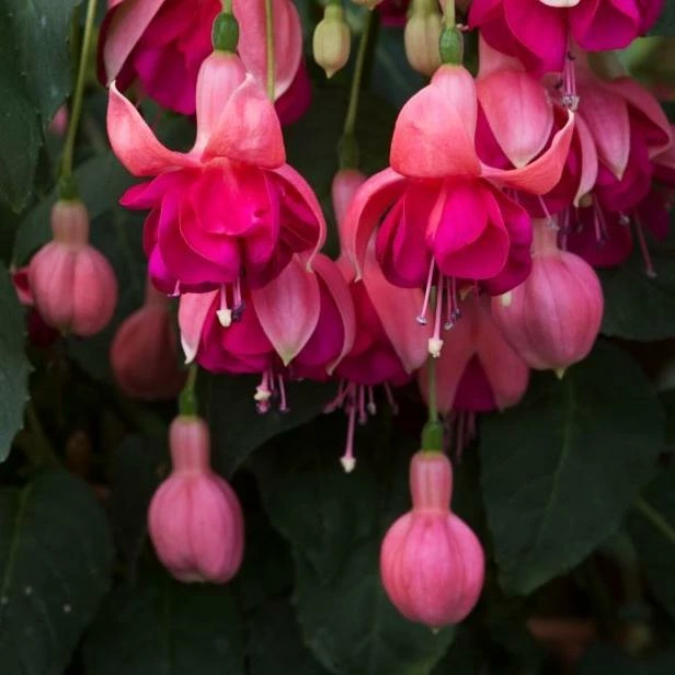 Roots Plants Hardy Fuchsia 'Garden News' | 3L Pot 3 Roots Plants Hardy Fuchsia 'Garden News' | 3L Pot