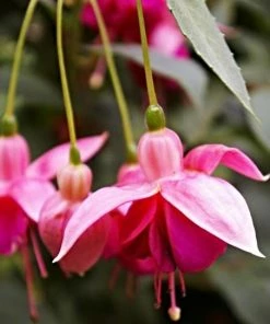 Roots Plants Hardy Fuchsia 'Garden News' | 3L Pot 8 Roots Plants Hardy Fuchsia 'Garden News' | 3L Pot