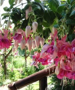 Roots Plants Hardy Fuchsia 'Garden News' | 3L Pot 9 Roots Plants Hardy Fuchsia 'Garden News' | 3L Pot