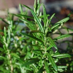 Roots Plants Perennials Barbeque Rosemary Plant | 3L Pot