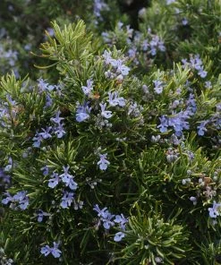 Roots Plants Shop 12 Roots Plants Perennials Barbeque Rosemary Plant | 3L Pot