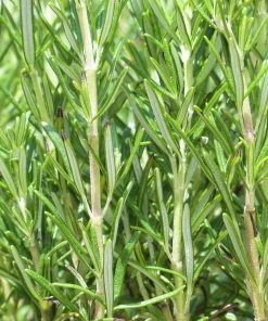 Roots Plants Perennials Barbeque Rosemary Plant | 3L Pot 8 Roots Plants Perennials Barbeque Rosemary Plant | 3L Pot