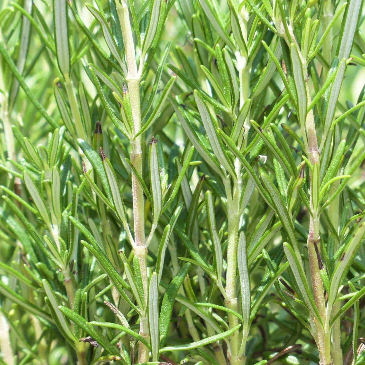 Roots Plants Perennials Barbeque Rosemary Plant | 3L Pot 5 Roots Plants Perennials Barbeque Rosemary Plant | 3L Pot