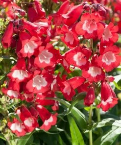 Roots Plants Perennials Penstemon 'Phoenix Red' | 3L Pot