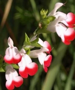 Roots Plants Salvia 'Hot Lips'