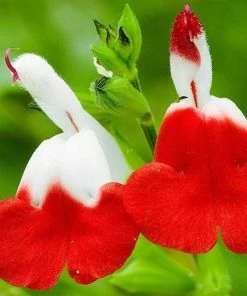 Roots Plants Salvia 'Hot Lips'