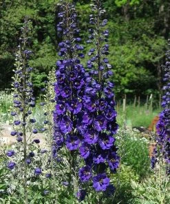 Roots Plants Perennials Delphinium 'Dark Blue Black Bee'