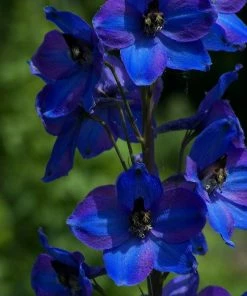 Roots Plants Perennials Delphinium 'Dark Blue Black Bee' 7 Roots Plants Perennials Delphinium 'Dark Blue Black Bee'