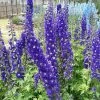 Roots Plants Perennials Delphinium 'Dark Blue White Bee' 2 Roots Plants Perennials Delphinium 'Dark Blue White Bee'