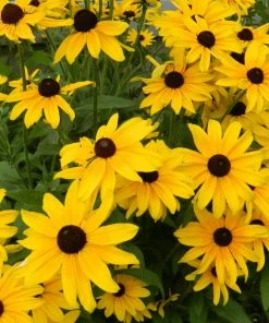Roots Plants Perennials Rudbeckia Sunbeckia Maya | 5L Pot