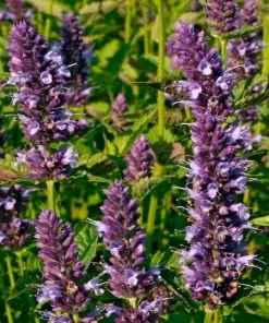 Roots Plants Perennials Agastache 'Little Adder'