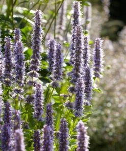 Roots Plants Perennials Agastache 'Little Adder'