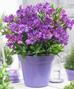 Roots Plants Alstroemeria 'Inticancha Indigo'