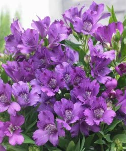 Roots Plants Alstroemeria 'Inticancha Indigo'