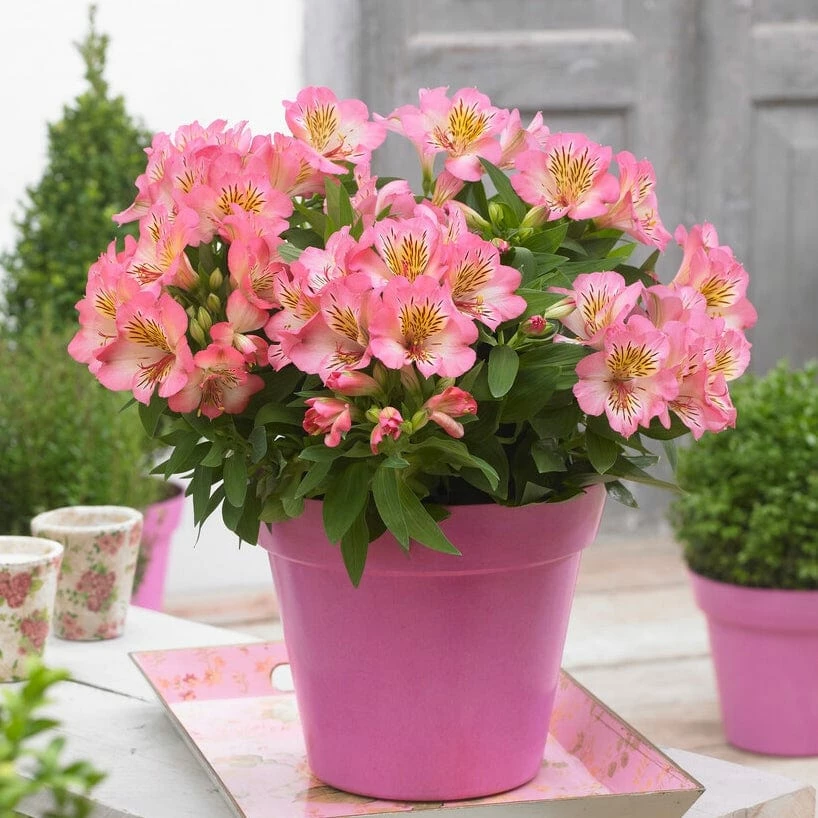 Roots Plants Perennials Alstroemeria 'Inticancha Sunshine' 3 Roots Plants Perennials Alstroemeria 'Inticancha Sunshine'