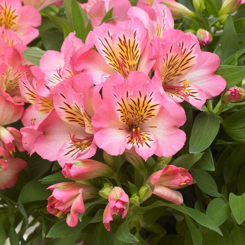 Roots Plants Perennials Alstroemeria 'Inticancha Sunshine' 4 Roots Plants Perennials Alstroemeria 'Inticancha Sunshine'