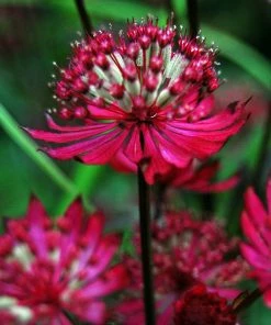 Roots Plants Astrantia'Star Of Love' Perennials