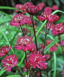 Roots Plants Astrantia 'Star Of Love' Perennials 7 Roots Plants Astrantia 'Star Of Love' Perennials