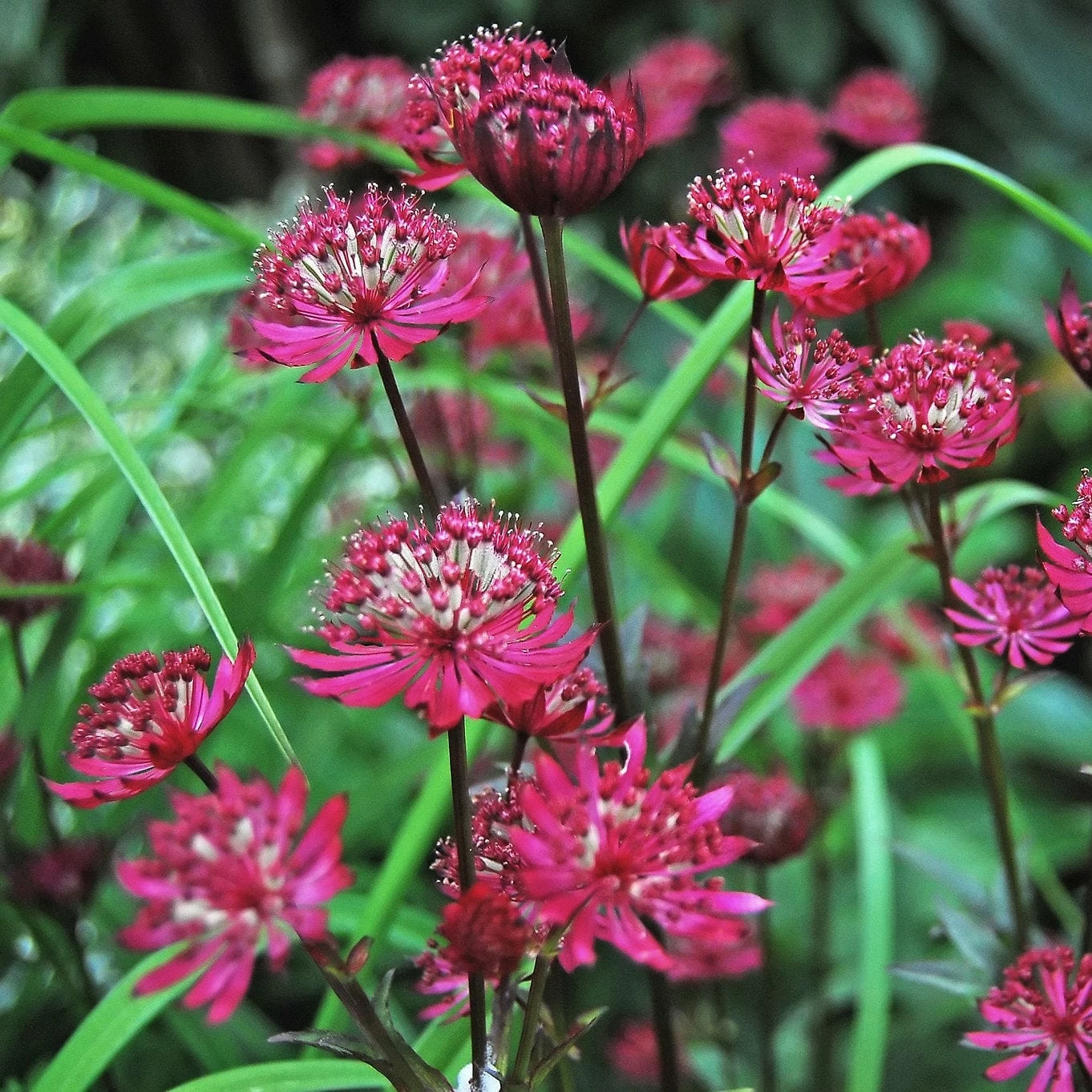 Roots Plants Astrantia 'Star Of Love' Perennials 4 Roots Plants Astrantia 'Star Of Love' Perennials