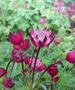 Roots Plants Astrantia 'Star Of Love' Perennials 9 Roots Plants Astrantia 'Star Of Love' Perennials