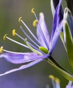 Roots Plants Perennials Camassia 'Caerulea' 7 Roots Plants Perennials Camassia 'Caerulea'