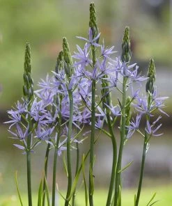 Roots Plants Perennials Camassia'Caerulea'